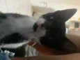 Mirlu