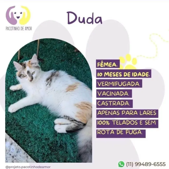 Gato ra a SRD-ViraLata idade 7 a 11 meses nome Duda