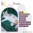 Duda