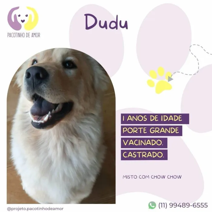 Cachorro ra a SRD-ViraLata idade 1 ano nome Dudu