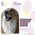 Dudu