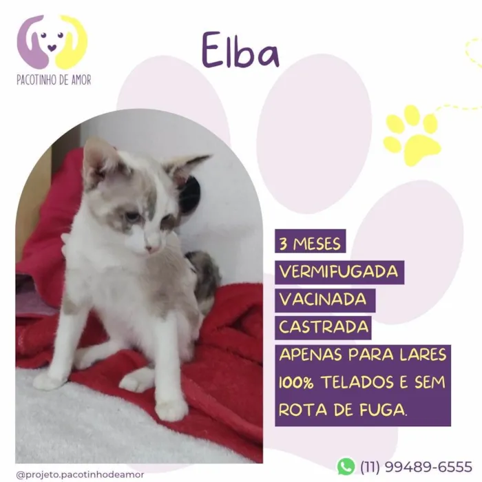 Gato ra a SRD-ViraLata idade 2 a 6 meses nome Elba 