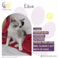Elba