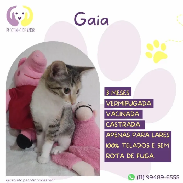 Gato ra a SRD-ViraLata idade 2 a 6 meses nome Gaia 