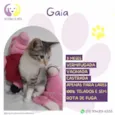 Gaia
