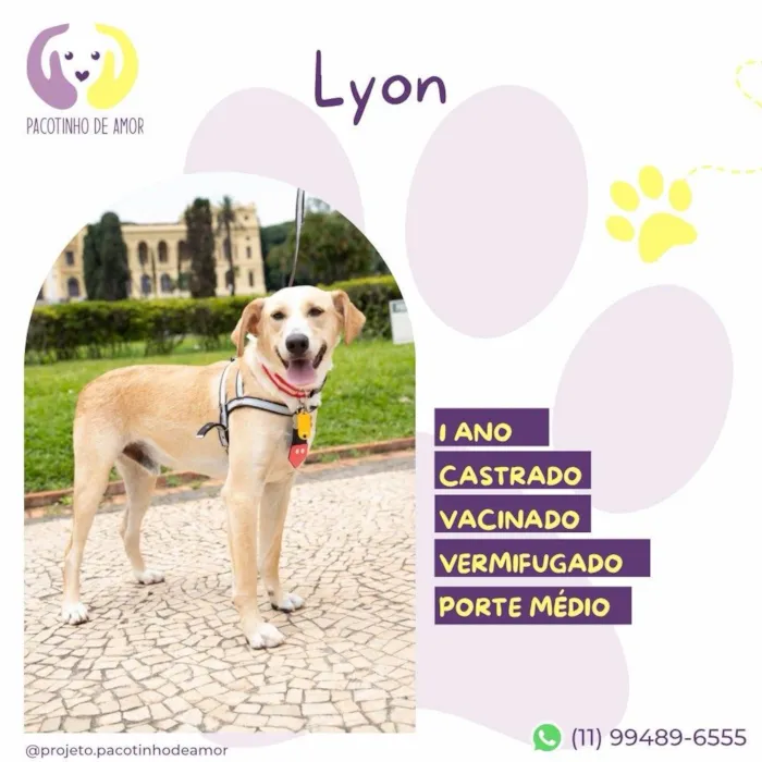 Cachorro ra a SRD-ViraLata idade 1 ano nome Lyon