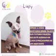 Lupy