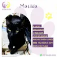 Matilda 