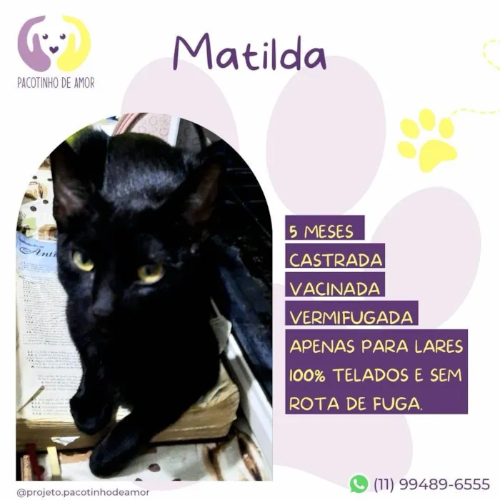 Gato ra a SRD-ViraLata idade 2 a 6 meses nome Matilda 