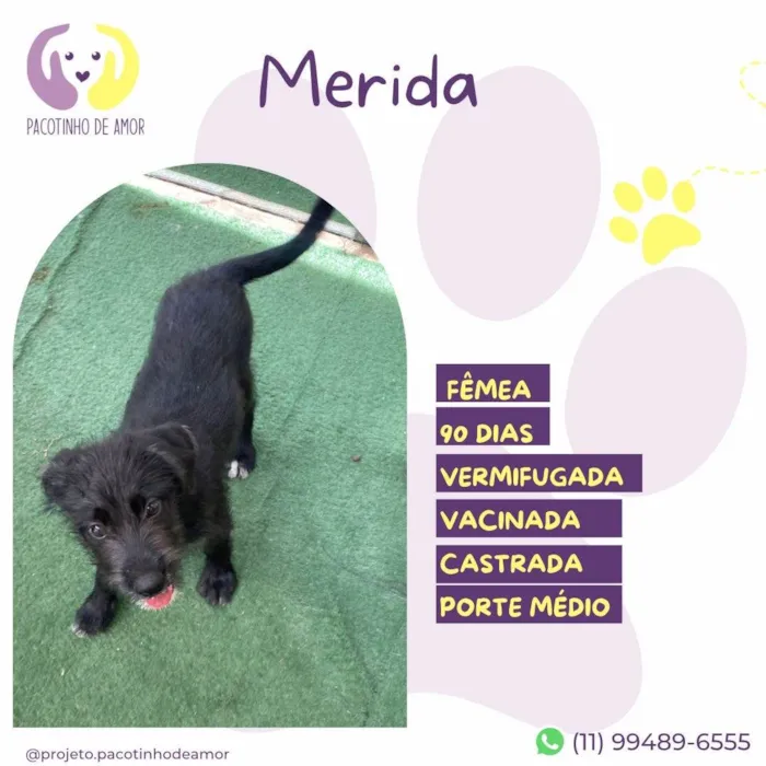 Cachorro ra a SRD-ViraLata idade 2 a 6 meses nome Merida