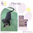 Merida