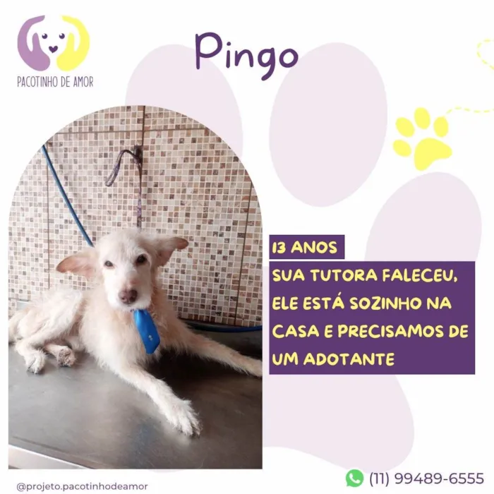 Cachorro ra a SRD-ViraLata idade 6 ou mais anos nome Pingo