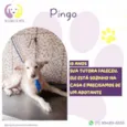 Pingo