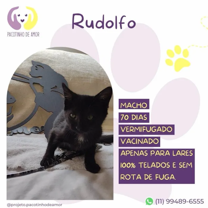 Gato ra a SRD-ViraLata idade 7 a 11 meses nome Rudolfo