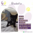 Rudolfo