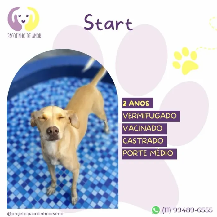 Cachorro ra a SRD-ViraLata idade 2 anos nome Start