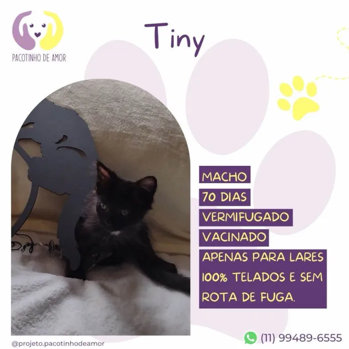 Gato ra a SRD-ViraLata idade 2 a 6 meses nome Tiny