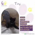 Tiny