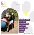 Zeca