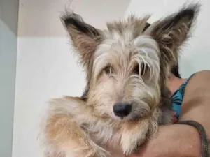 Cachorro raça SRD-ViraLata idade 7 a 11 meses nome Lobinha 