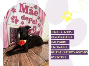 Cachorro raça SRD-ViraLata idade 2 anos nome Aquiles 