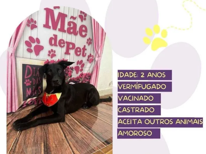 Cachorro ra a SRD-ViraLata idade 2 anos nome Aquiles 