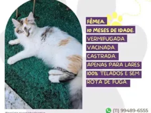 Gato raça SRD-ViraLata idade 7 a 11 meses nome Duda