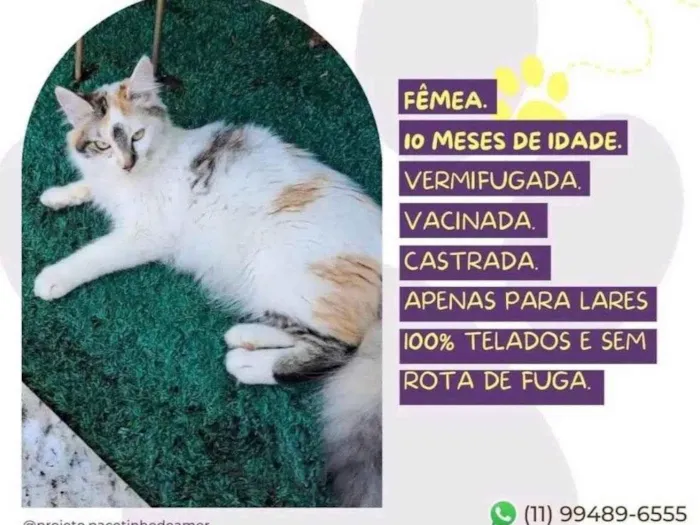 Gato ra a SRD-ViraLata idade 7 a 11 meses nome Duda
