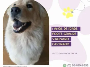 Cachorro raça SRD-ViraLata idade 1 ano nome Dudu