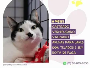 Gato raça SRD-ViraLata idade 7 a 11 meses nome Du