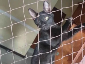 Gato raça Srd idade 2 a 6 meses nome RICO