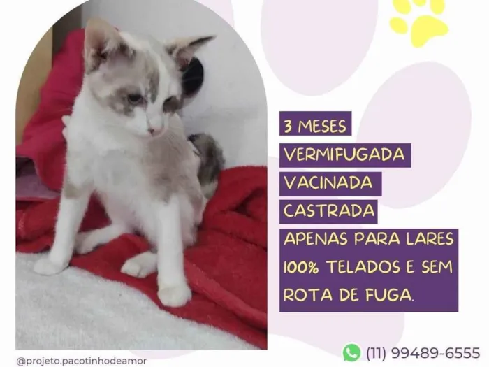 Gato ra a SRD-ViraLata idade 2 a 6 meses nome Elba 