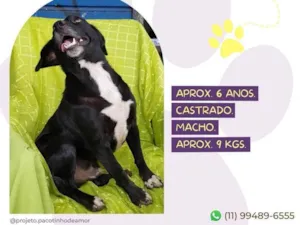 Cachorro raça SRD-ViraLata idade 6 ou mais anos nome Flash
