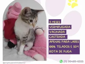 Gato raça SRD-ViraLata idade 2 a 6 meses nome Gaia 