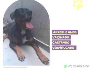Cachorro raça SRD-ViraLata idade 2 anos nome Gigante Emílio 