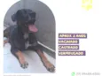 Gigante Emílio