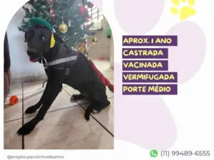 Cachorro raça SRD-ViraLata idade 1 ano nome Kika