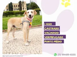 Cachorro raça SRD-ViraLata idade 1 ano nome Lyon