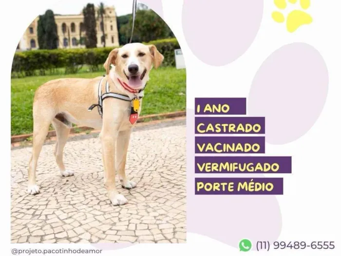 Cachorro ra a SRD-ViraLata idade 1 ano nome Lyon