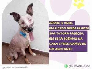 Cachorro raça SRD-ViraLata idade 5 anos nome Lupy