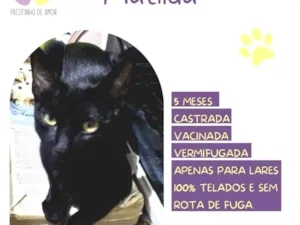Gato raça SRD-ViraLata idade 2 a 6 meses nome Matilda 