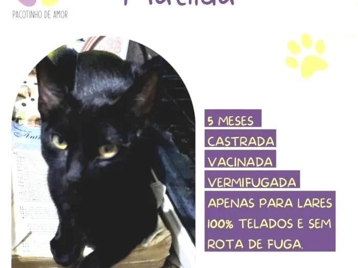 Gato ra a SRD-ViraLata idade 2 a 6 meses nome Matilda 