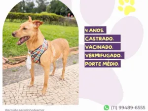 Cachorro raça SRD-ViraLata idade 4 anos nome Melo