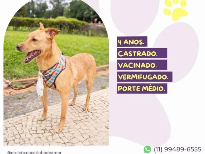 Cachorro ra a SRD-ViraLata idade 4 anos nome Melo