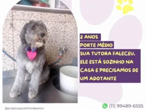 Cachorro raça SRD-ViraLata idade 2 anos nome Mahalo