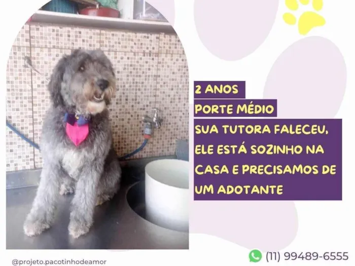 Cachorro ra a SRD-ViraLata idade 2 anos nome Mahalo