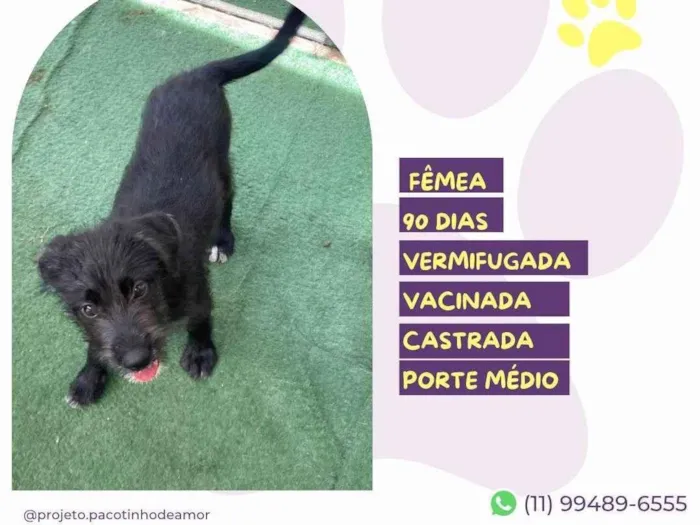 Cachorro ra a SRD-ViraLata idade 2 a 6 meses nome Merida