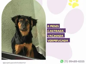 Cachorro raça SRD-ViraLata idade 7 a 11 meses nome Moana