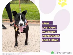 Cachorro raça SRD-ViraLata idade 1 ano nome Naomi