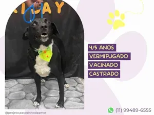 Cachorro raça SRD-ViraLata idade 5 anos nome Negão 